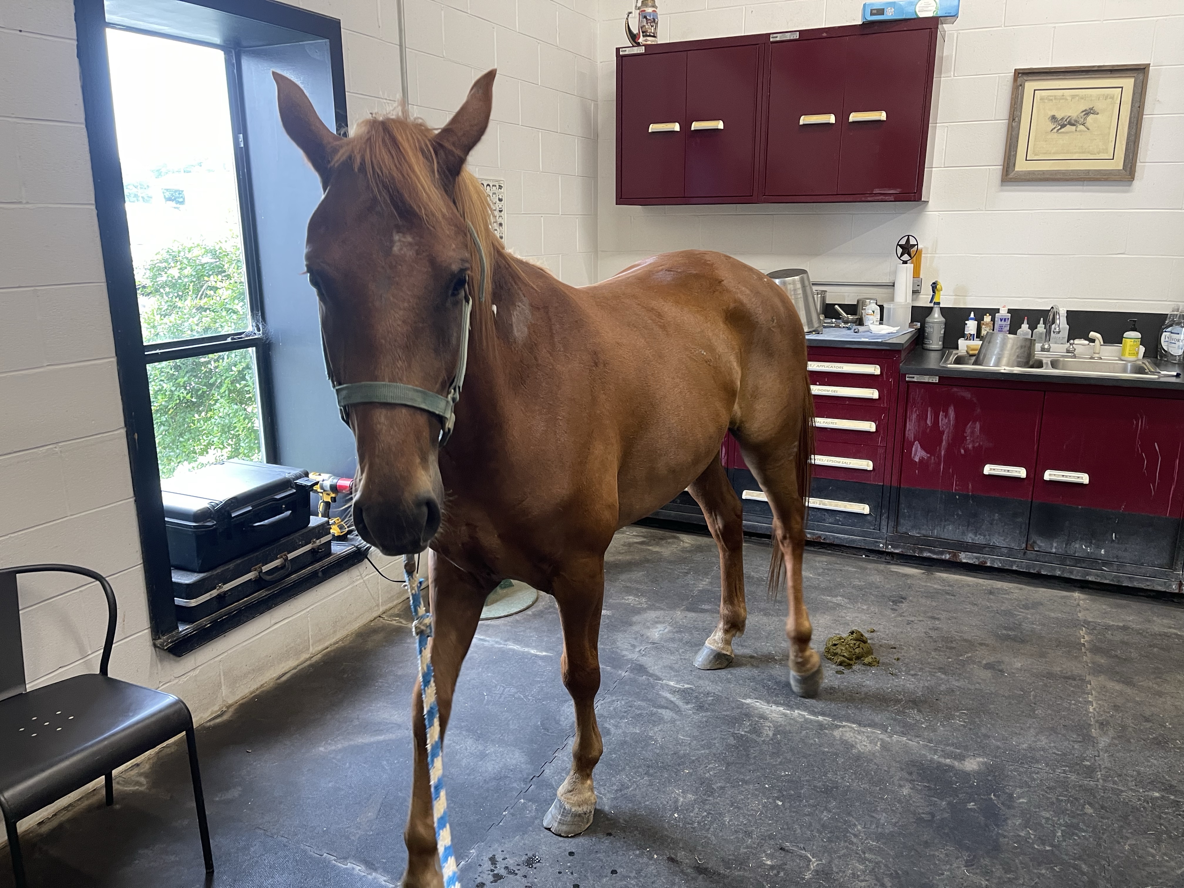 Peter Rourke Veterinary Gallery – Peter